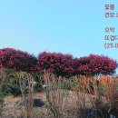 꽃불