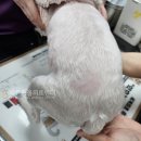 노원 바른 동물의료센터 이미지