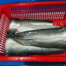 싱싱장어 이미지