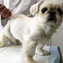 이시아동물병원 이미지