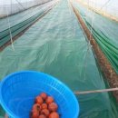 충열농장 이미지