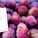 안동청과 이미지