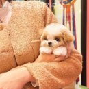 츄츄독 푸들이야기 부산 강아지분양 이미지