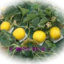 철수농장 이미지