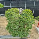 샬롬농원 | 신안 자은도 평화분재농원 방문 후기