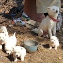 진도개천국 이미지