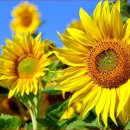 "4만2천평의 정원에 해바라기와 백일홍" 올여름, 해바라기 축제 하나만 간다면? 여기로.. 이미지