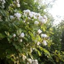 (주)오월의아침 이미지