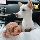 데일리독인천강아지분양
