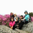 Re: 싱글여행동호회/05.5.1.일/100대 명산, 군립공원 비슬산 참꽃 산행 이미지