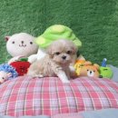 애견왕국 이미지