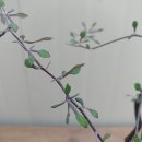 크로키아 이미지