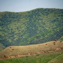 여름목장 이미지