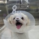 에이치동물메디컬센터 이미지