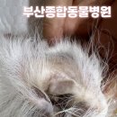 동물병원 산책 이미지