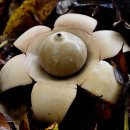 목도리방귀버섯 이미지