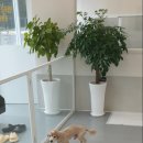 해피독쌤 이미지