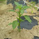 정신농장 이미지