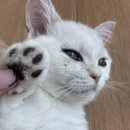 아이캣 이미지