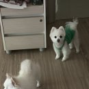 포포몽스