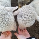 동화목장 이미지