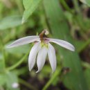 야생화답사 이미지