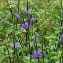 아름다운 개 이미지