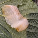 밤푸스치킨 - 동대문구 | 밤푸스치킨