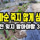 고구마 순 심는 법 이미지