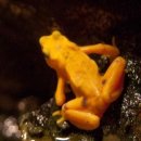 황금개구리 이미지