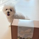 웰컴 | 퍼핑 웰컴박스 언박싱 후기 강아지식기 슬로우피더 추천