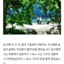 일능이버섯백숙 Daum카페