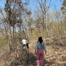 [의왕] 바라산 등산 후기: 휴양림 산책인 줄 알았는데 '심쿵'했던 365 계단과 진달래꽃길