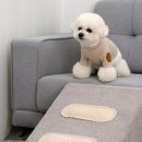 버블퍼피 이미지