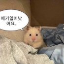 텍사스 이미지