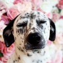 댕댕이블루스 이미지