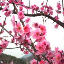 고향의 봄 이미지