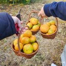 무지개농장 | 제주 귤체험 후기! 성산 단풍이네 감귤농장 위치, 가격, 코스 정보