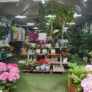 보라꽃화원 이미지