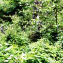 제리장군 이미지