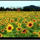 해바라기유원지 이미지