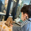 냥이파파 이미지