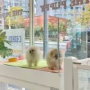 합천 일번지 켄넬 네이버블로그