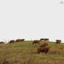 한우축산농장 이미지