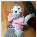 북영천IC Daum카페