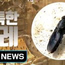 동애등에란