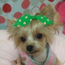 개 이쁘개 이미지