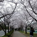 벚꽃주택 이미지