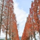 온천단지 가로수길 이미지