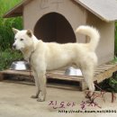 사랑애견 이미지